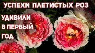 Плетистые РОЗЫ - самые здоровые сорта с высокой энергией роста, красивыми цветами, обильно цветущие.