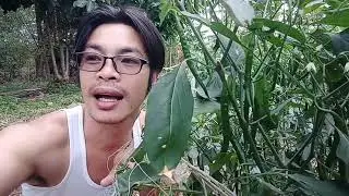 Siling Haba• #agriculture