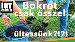 Miért ősszel ültessünk bokrot és fát a kertbe? | MMG - Így Csináld!