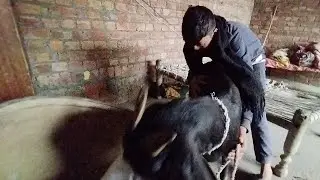 🐐 The Funniest Goat Ever! | Cute & Playful Goat Moments 😂❤️