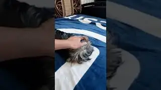 НИТА и БАРСИК/ Йорк 4 месяца /NITA and BARSIK/ York puppy is 4 months old😍