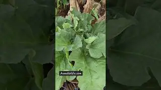 Transplanting Rhubarb & Potting Mix Preparation 