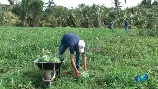 Produção de Melancia