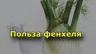 Польза фенхеля. Какие еще лечебные свойства фенхеля активно используются человеком?