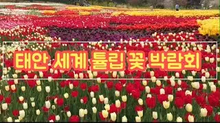 ❤️🌷2024 안면도 튤립축제 #korean #tulips #park 🇰🇷🎶🌷🏝