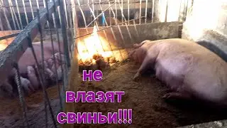 3 опороса за сутки. Кто же меня спонсирует ?