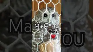 Barn Owl Call or Eastern Screech owl sounds 
