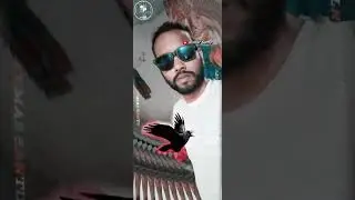 SP tips Pro
