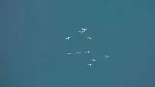 Голуби Геническа 08.12.16г. Белые.