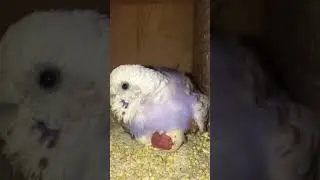 Love Bird Hatching Eggs