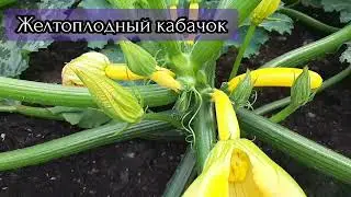 Отличный сорт желтого кабачка!