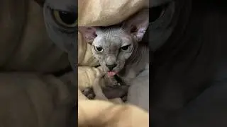 Опять застрял язык😹угадайте, почему? #hairlesscat #funny #shortsvideo #sphynx #cat #meow