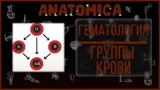 Группы крови и резус фактор / Резус - конфликт / Гемотрансфузии / Гематология