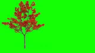 green screen japanese tree