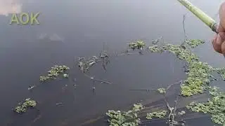 MANCING WADER