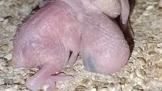 My lovely birds breeding progress  // laying some eggs and hatching 2 babies 🐣❤️😍🥰 #viral