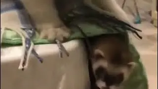 Хорёк и кошка. Домверхдном🤪