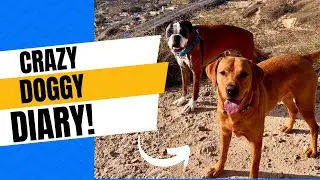 Crazy doggy diary!