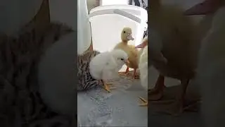 ЧЕГО ТЫ СПИШЬ!  