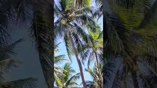 Picking Coconut in NHa Trang Vietnam #shortsvideo #shortsviral
