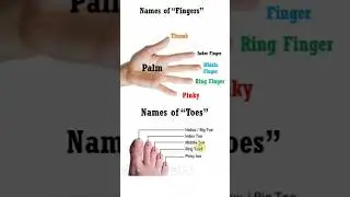 finger names in english | finger vocabulary | toe names | finger family |