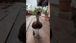 A duck walked up to the lemonade stand🍋🍋 #duck #cute #fyp #birds #duckies #geese #shorts #foryou