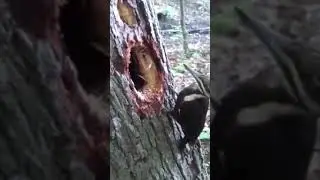 Böyle bir hayvan yok arkadaş İNANILMAZ AĞAÇ KAKAN.