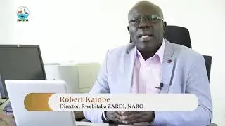 Tea Farming In Uganda - NARO