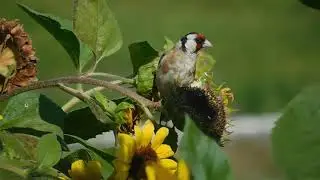 Щеглы на подсолнухах. Конец августа.