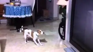 Shiro and the bouncy ball