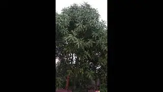 heavy rain on mango tree with sounds/