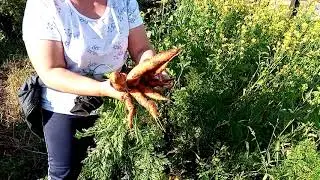 морковь в гребень на картофельном поле!!!