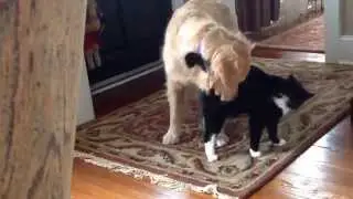 Scout & Allie at it again. :))