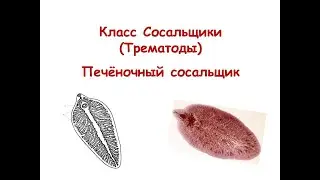 Класс Сосальщики (Трематоды). Печёночный сосальщик.