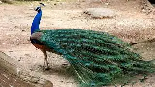 Peacock sounds - original | Peacock screams voice and pictures to learn