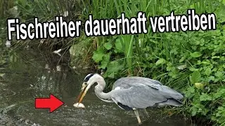 Fischreiher am Gartenteich vertreiben - Reiher frisst Fische aus Teich - Was tun?