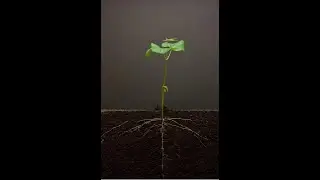 Time Lapse (Bean) - 25 days