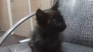 Крошка Муха мечтает обрести родной Дом!
