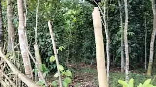 Tanah Dijual di Serang cocok untuk Kandang Ayam 🐤🐓🐔(1)