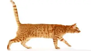 кот 3
