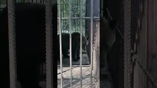 #приветмедвед #медведь #медведица #парк #паркдикий #zoo #роднойкрай