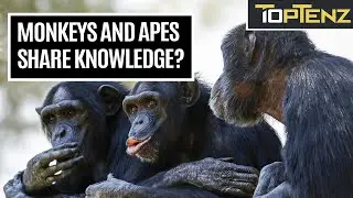 10 Bizarrely Human Animal Behaviors