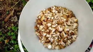 снова они 2024