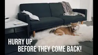 Leaving my dog alone with a plate of cheese... | Bagel the Shiba
