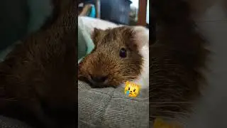 Ты можешь сказать нет всего 2 раза:(