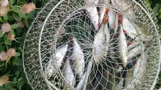 Рыбалка на поплавок на вечерней зорьке. Окуни краснопëрки