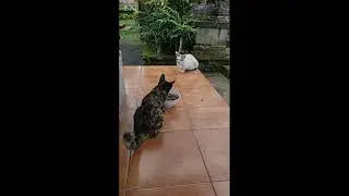 Наша кофеманиша, НеМашка и доставка не из AliExpress