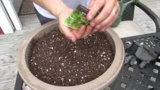How to Plant Cilantro in Containers