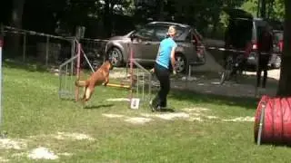 Goldene Mostbirne 2. Tag (Jumping)