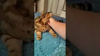 Британские коты тоже бывают ласковые